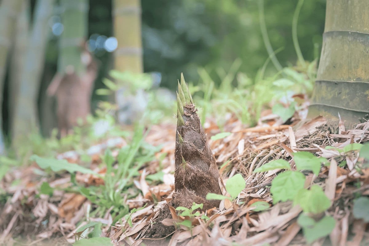 How To Harvest Bamboo Shoots Eat Them