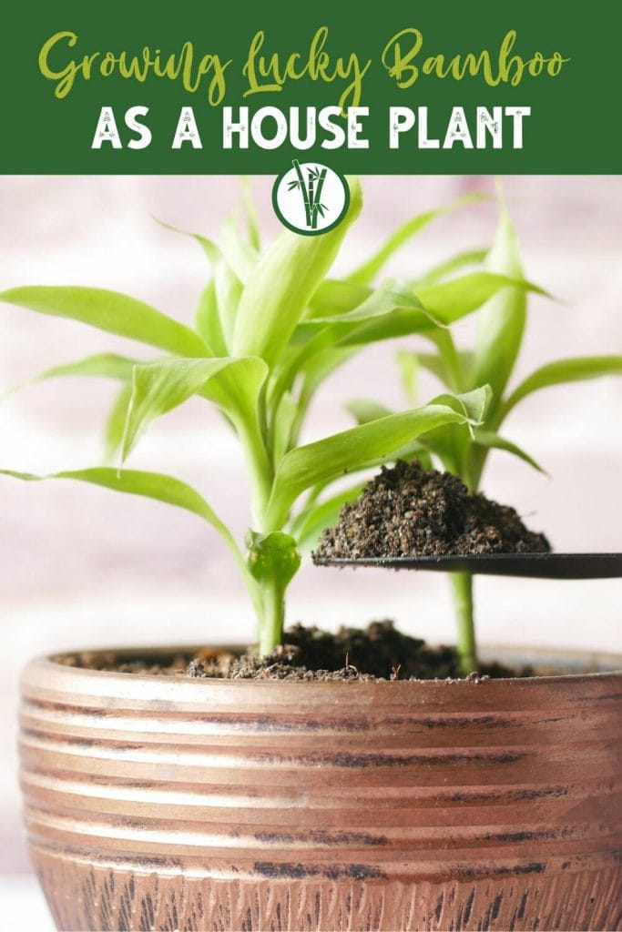 Lucky bamboo as a house plant planted in a pot or container with the text Growing Lucky Bamboo as a House Plant.