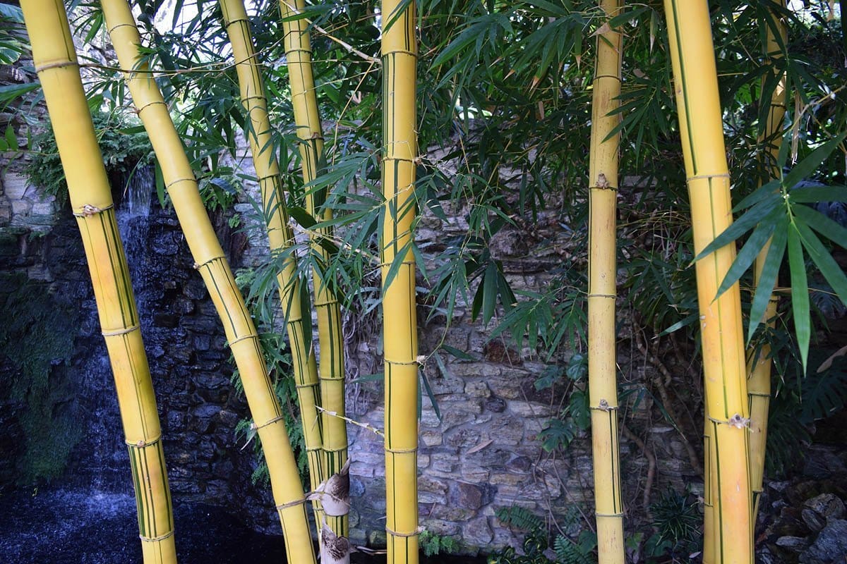 Healthy bamboo plants with yellow canes fed with the right bamboo fertilizer