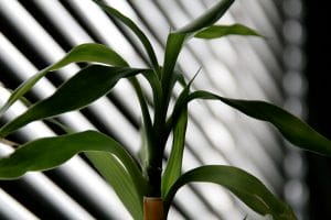 Leaves of a lucky bamboo plant indoors