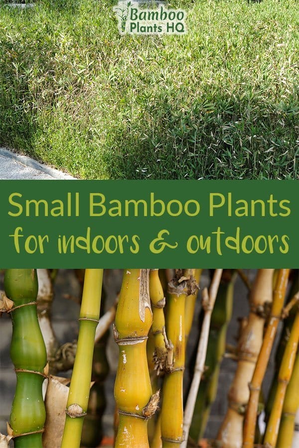 Small Bamboo Plants for indoors & outdoors
