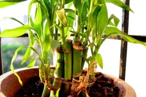Lucky Bamboo plant turning yellow
