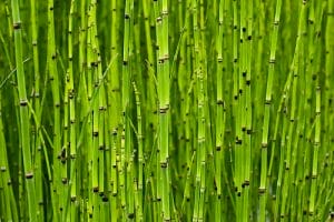 Plants like bamboo
