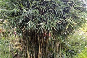 Pseudosasa Japonica bamboo plant with thin culms and dense dark foliage