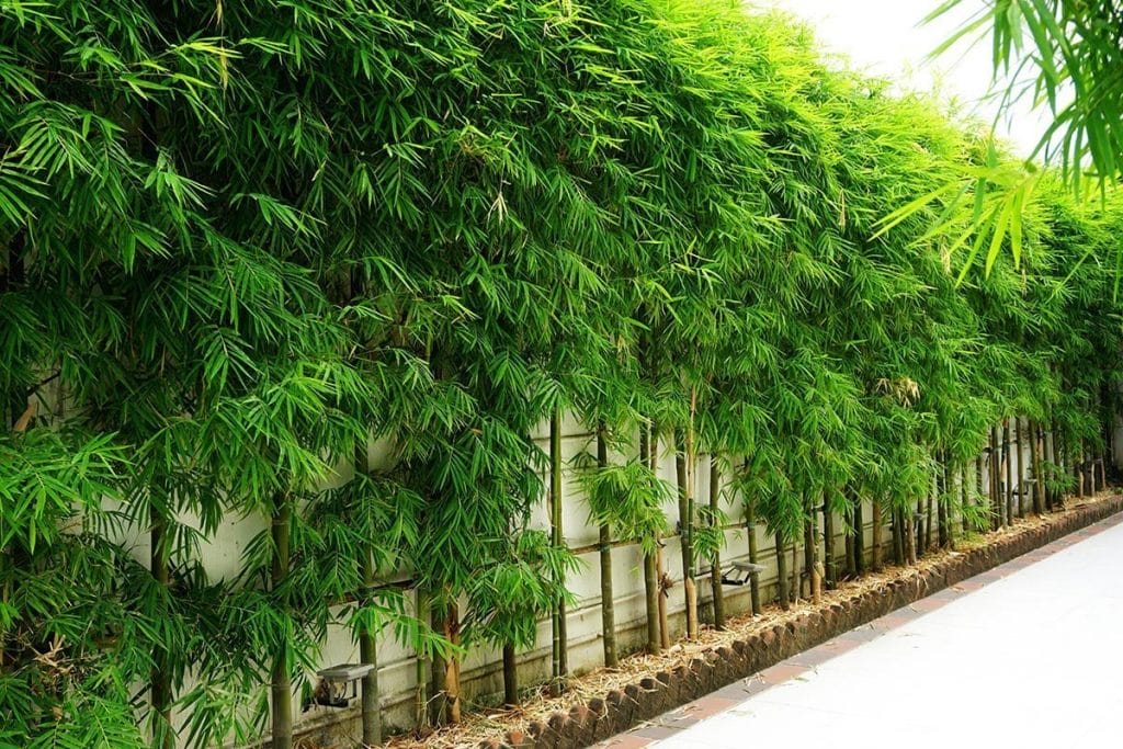 Bamboo privacy screen in lush green