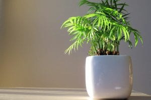Small bamboo palm in a white pot in the indirect bright light of a window
