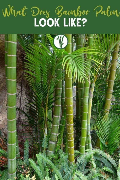 Bamboo Palm outdoors with the text: What Does Bamboo Palm Look Like?