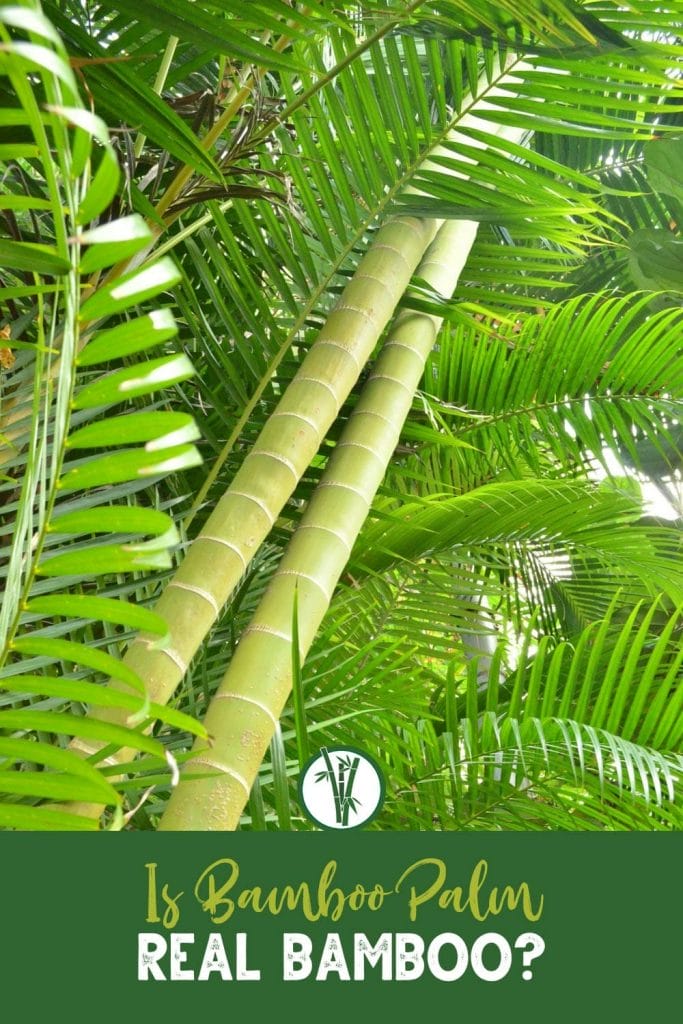 Bamboo Palm with the text: Is Bamboo Palm Real Bamboo?