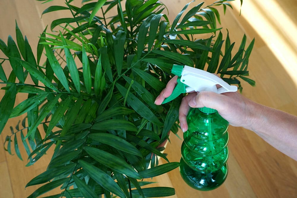 Someone misting water on a bamboo palm plant with a green spray bottle