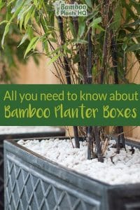 Bamboo in a black planter box with white pebbles on top