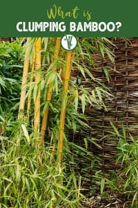 Clumping bamboo plant in a garden with the text What is Clumping Bamboo.