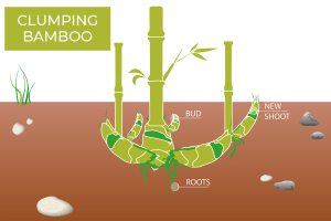 Graphic showing the root system of clumping bamboo