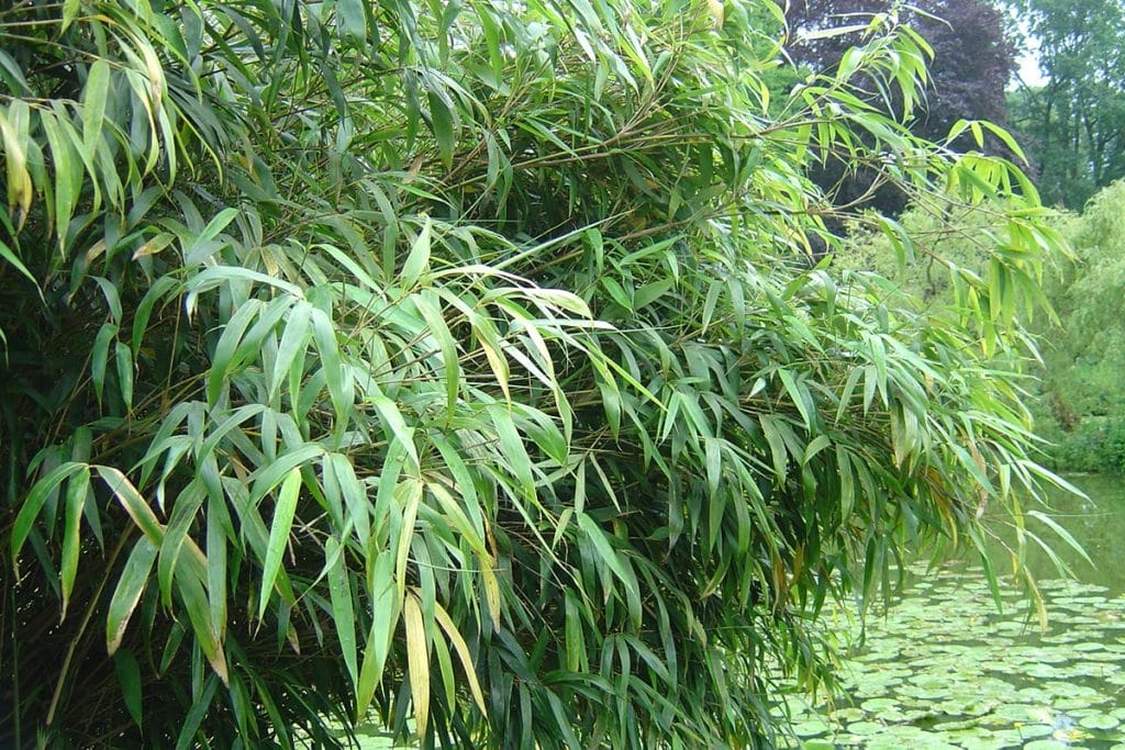 Dense foliage of Fargesia Bamboo at a pond
