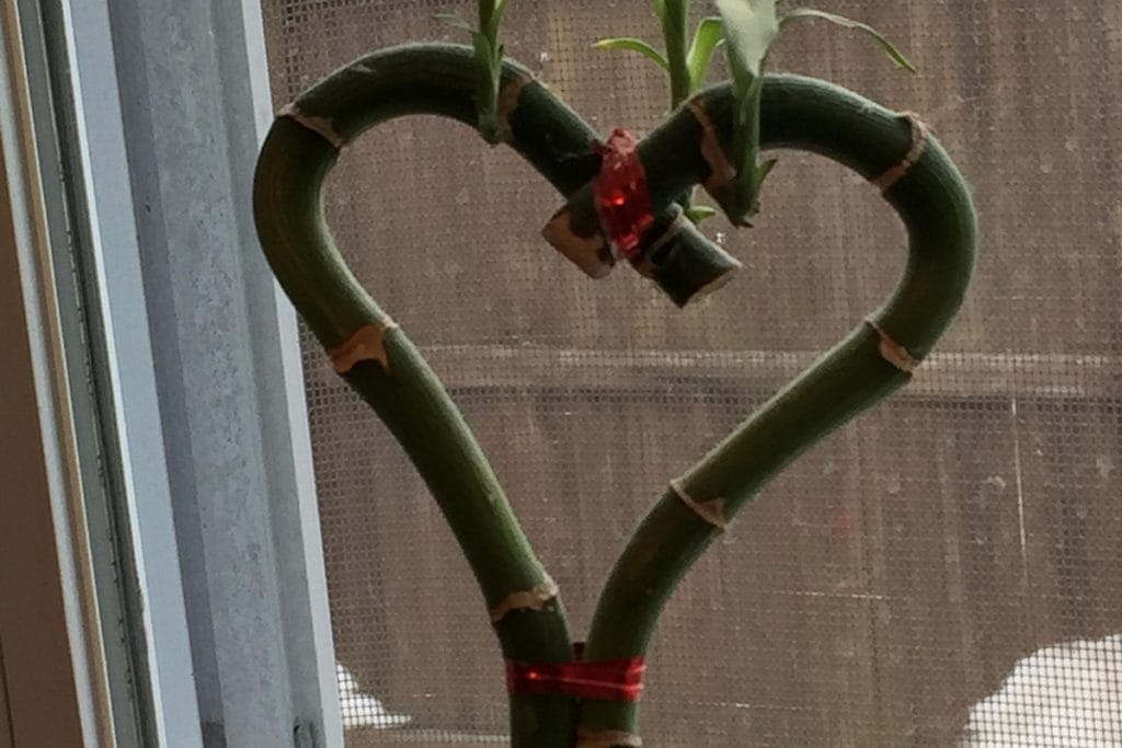 Lucky bamboo shaped like a heart