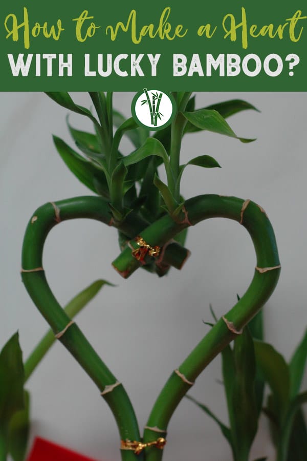 Two Lucky Bamboo stalks in a heart shape and the text: How to make a heart with Lucky Bamboo