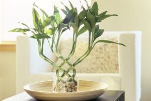 Eight Lucky Bamboo stalks beautifully shaped in a woven pattern