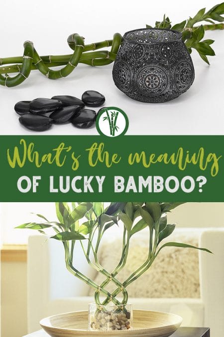Lucky bamboo plants in different arrangements and the text: What's the meaning of Lucky Bamboo?