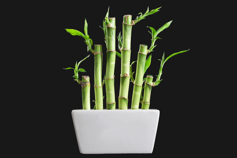 Six Lucky Bamboo stalks in a white pot planted in soil with black background 