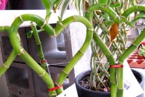 Two Lucky Bamboo stalks shaped into a heart