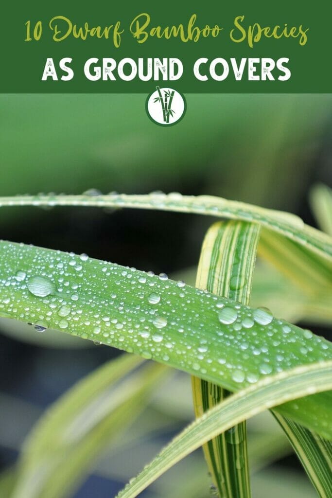 Leaf of a mini bamboo plant or a dwarf bamboo species with the text 10 Dwarf Bamboo Species as Ground Covers