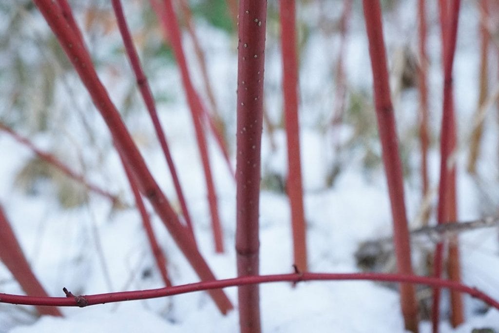 Red bamboo stems