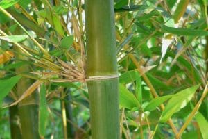Node joint of a Bambusa Oldhamii bamboo