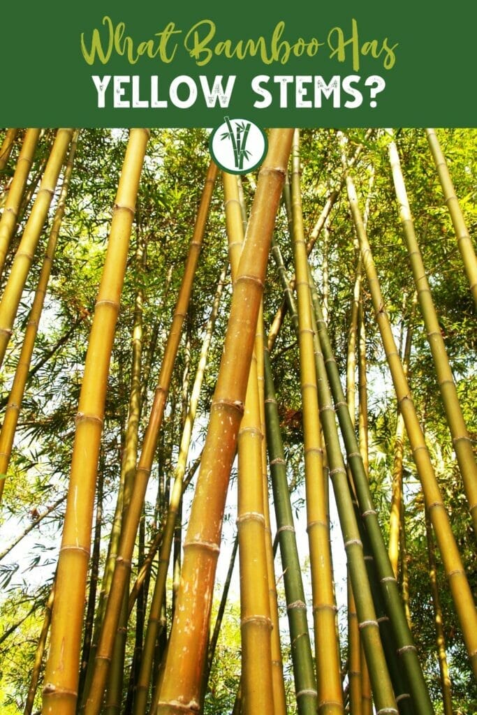Cluster of bamboos with yellow culms or stems with the text What Bamboo Has Yellow Stems?