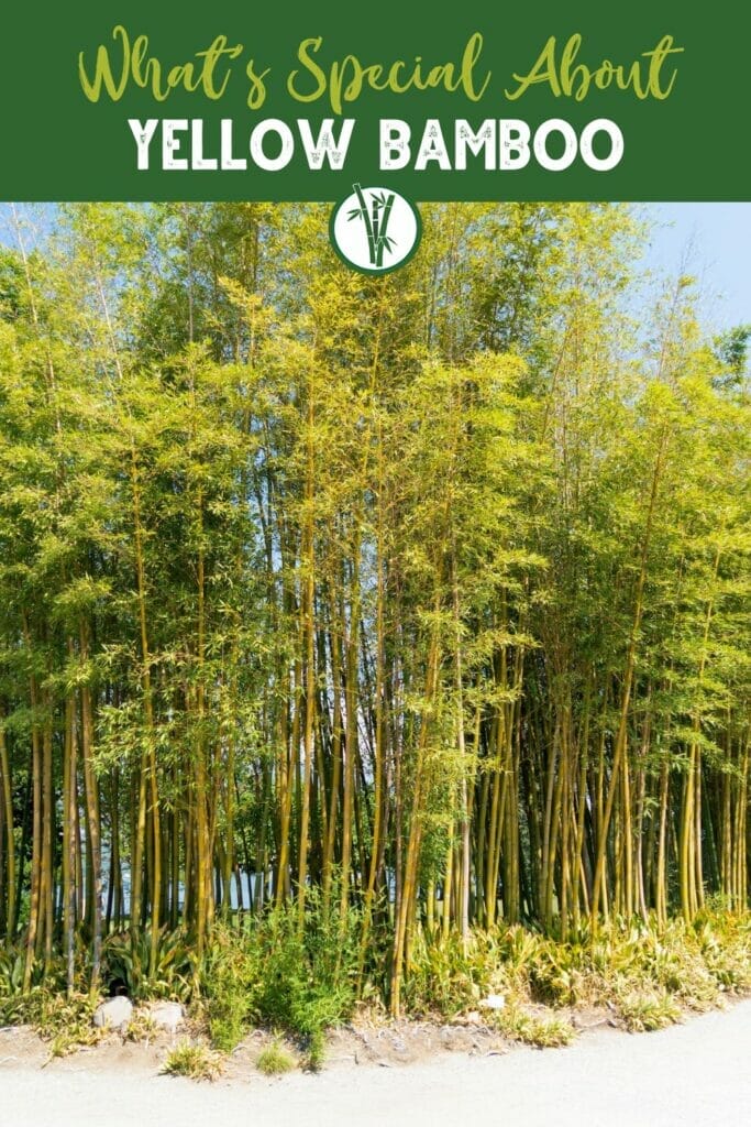 A clump of yellow bamboo trees in a garden with the text What's Special About Yellow Bamboo.