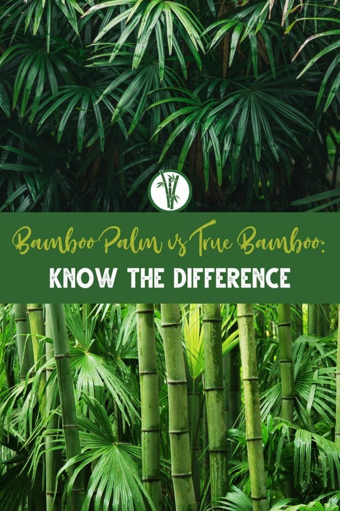 overlapping images of bamboo palm leaves at the top and bamboo palm plants in the forest at the bottom, separated by a text in the middle: Bamboo Palm vs True Bamboo: Know the Difference