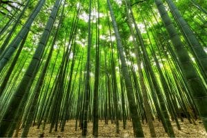Bamboo forest with lot of greenery