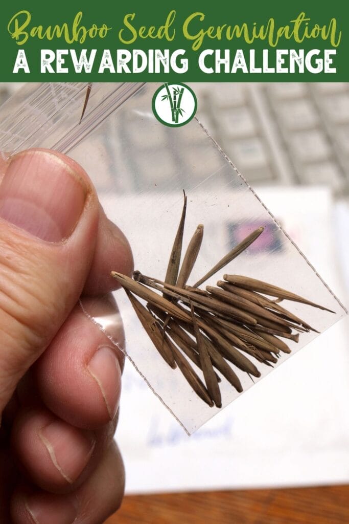 A hand holding a pouch of bamboo seeds with a text above: Bamboo Seed Germination: A Rewarding Challenge