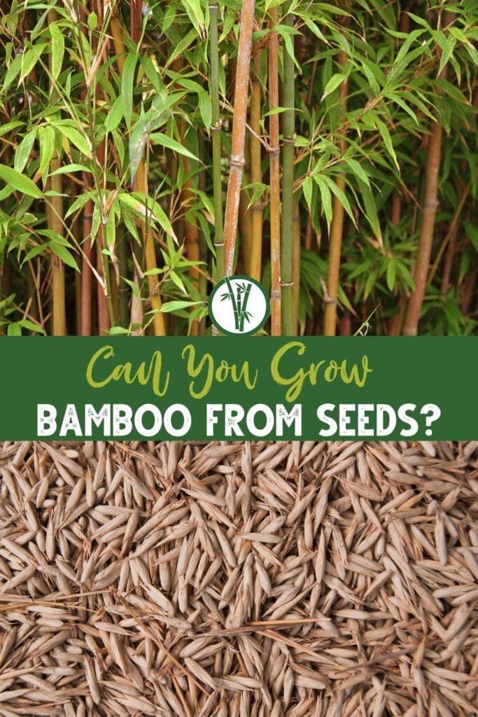A group of bamboo plants above and scattered bamboo seeds below with a text in the middle: Can You Grow Bamboo From Seeds?
