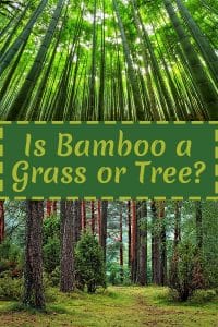 Bamboo forest at the top and tree forest at the bottom with the text: Is bamboo a grass or tree?