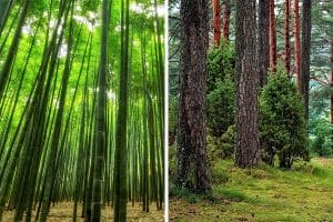Bamboo forest next to tree forest - Is Bamboo a grass or a tree?