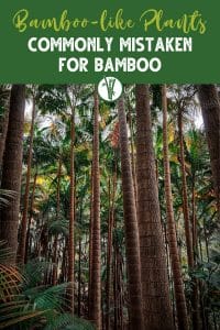 Bamboo Palm that is commonly mistaken as bamboo with the text: Bamboo-like plants commonly mistaken with bamboo