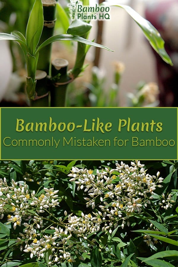 Lucky Bamboo and Heavenly Bamboo with the text: Bamboo-Like Plants Commonly Mistaken for Bamboo
