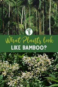 Bamboo palm and Heavenly Bamboo with the text: What Plants look like bamboo?