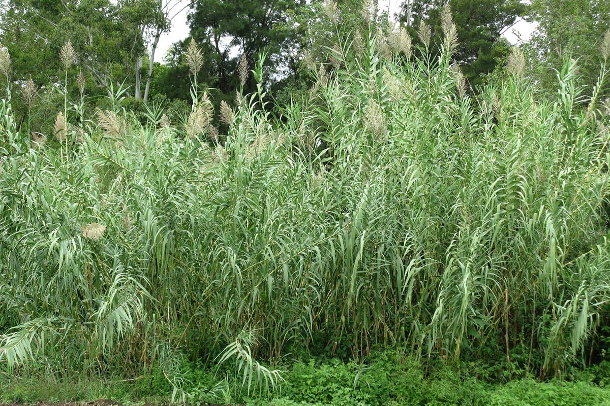 Giant Cane plants looks similar to bamboo