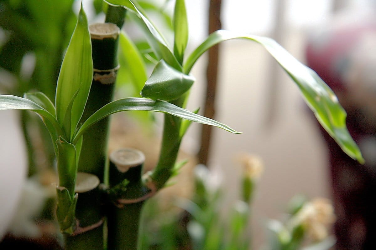 Close-up shot of Lucky Bamboo Plant with 3 stems