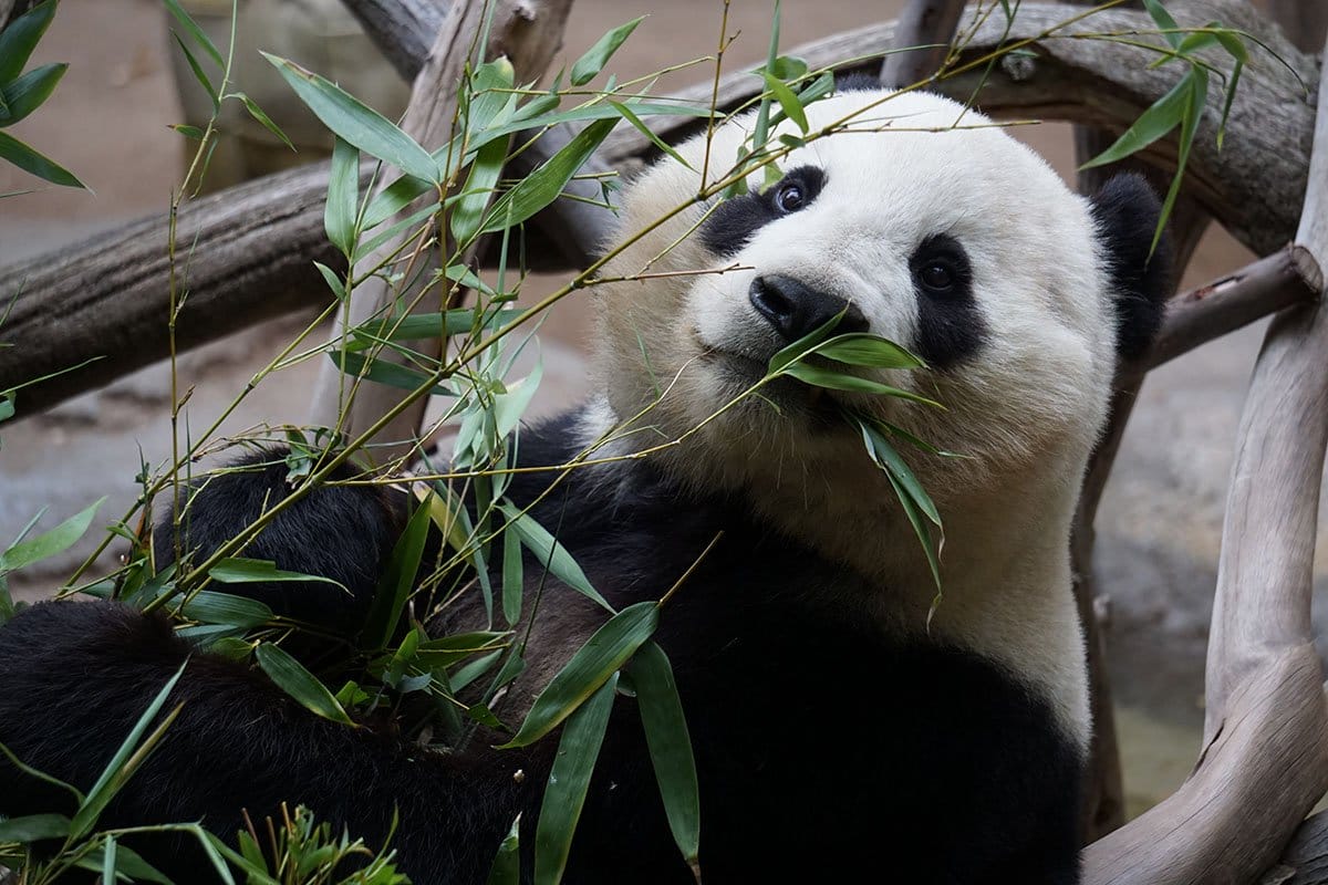 Panda eating bamboo leaves