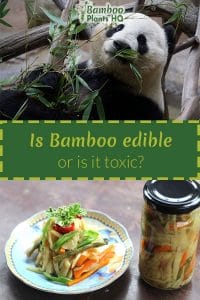 Panda with bamboo leaves and plate with bamboo shoots and the text: Is bamboo edible or is it toxic?