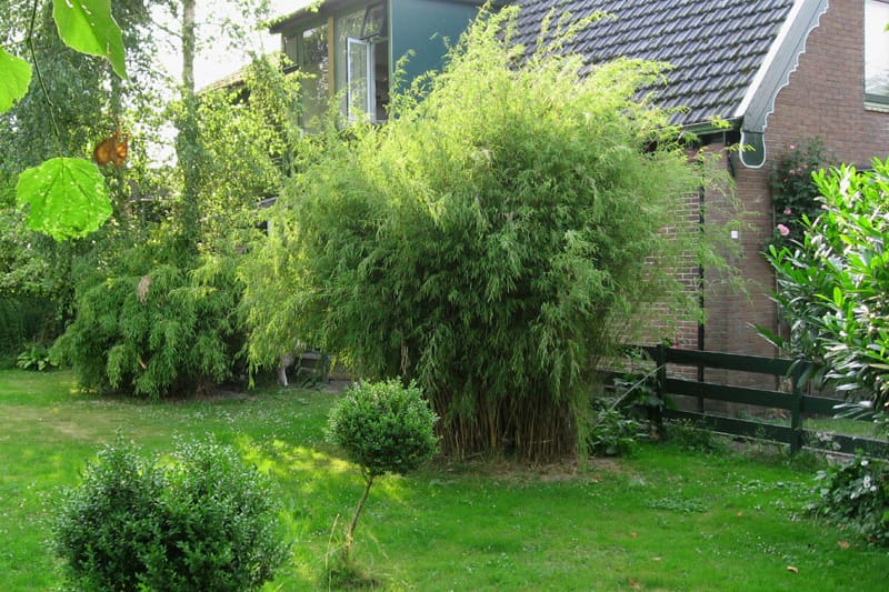 Bushy Fragesia nitida in a garden landscape behind a house