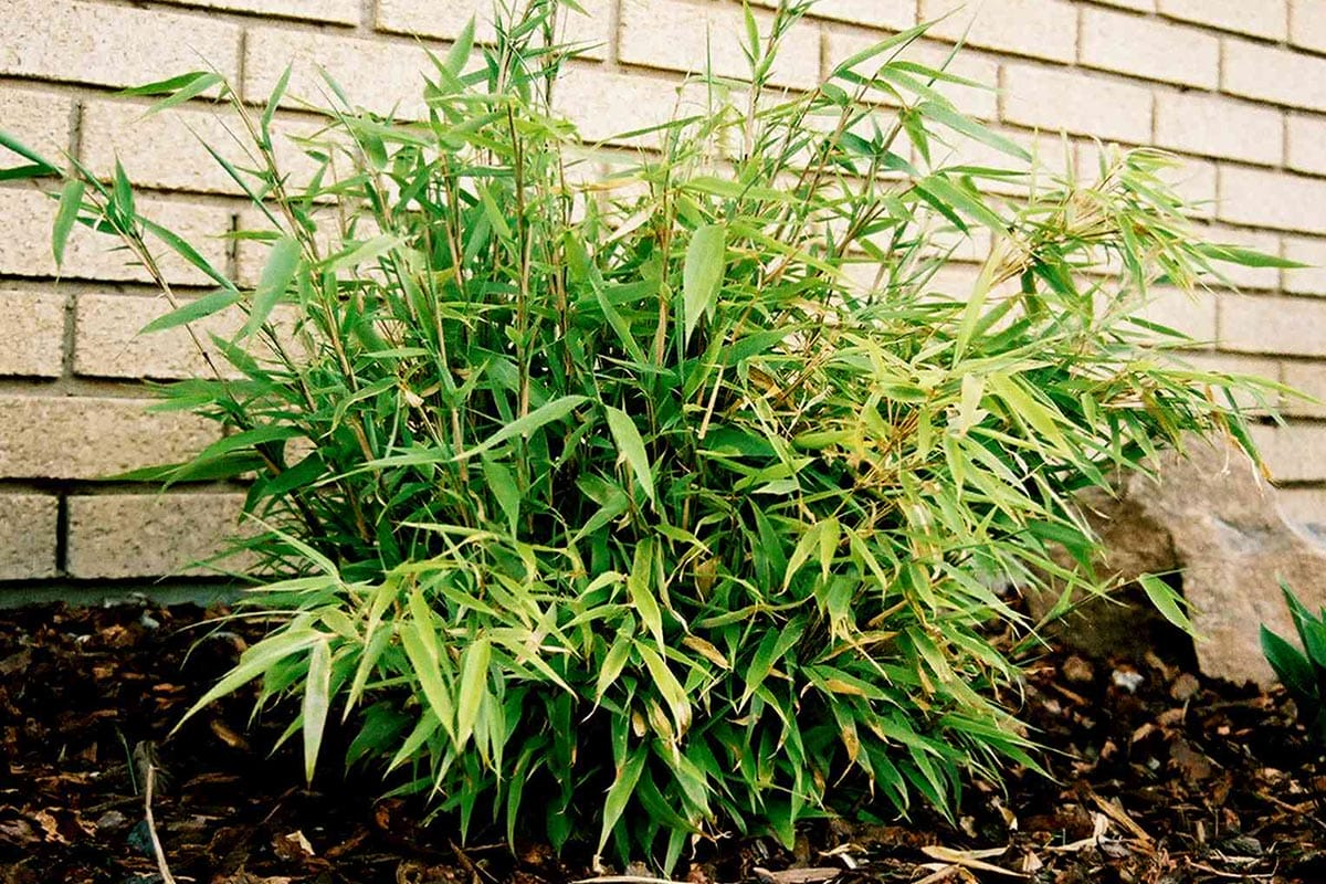 Young small Fargesia dracocephala 'Rufa’ bamboo plant in a garden with white brick wall in the back