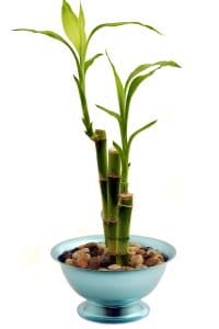 Three stalks of lucky bamboo in a pot
