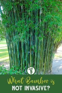 Bamboo plant with many culms and the text: What Bamboo is not invasive?