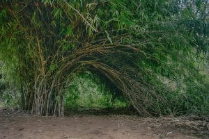 Non-Invasive Bamboo - What Bamboo Does Not Spread?