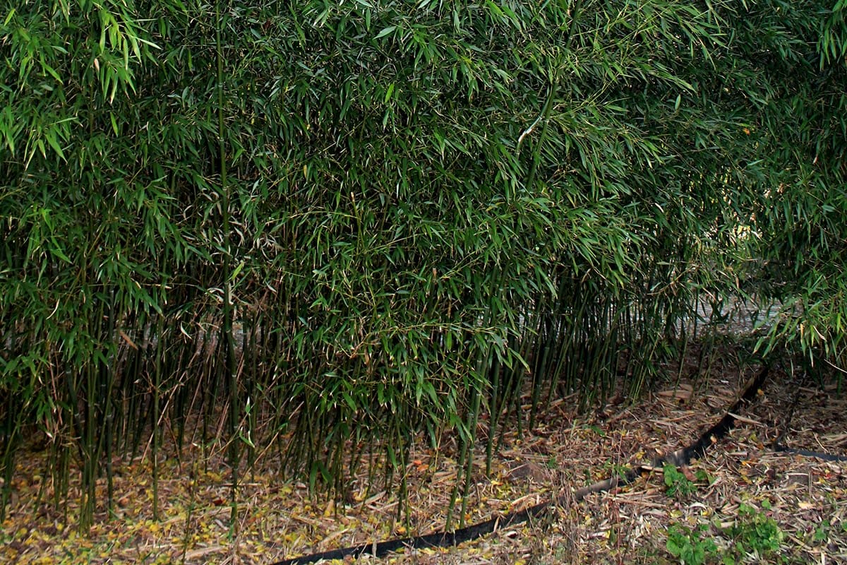 Phyllostachys Bissetii Bamboo in a garden