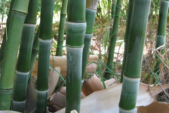 Phyllostachys Heteroclada 'Water Bamboo' & 'Solid Stem'