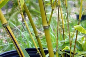 Slim young stems of the Phyllostachys nigra 'Megurochiku' bamboo that has a black stripe on a sulcus