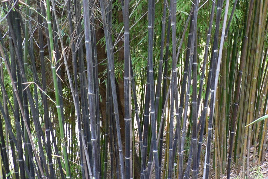 Dark, almost black, bamboo canes next to yellow-green bamboo stems